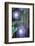 Morning Glory-Anna Miller-Framed Photographic Print