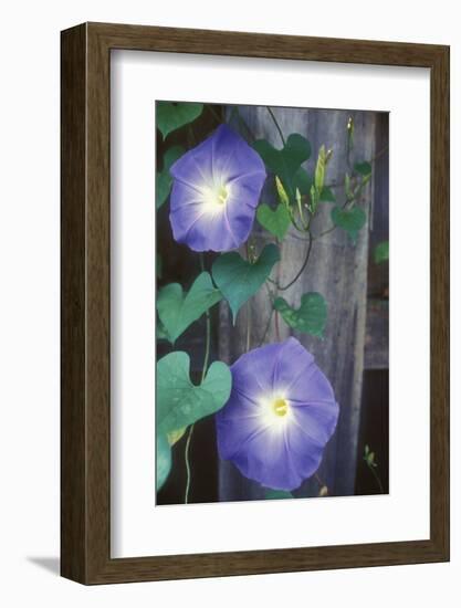 Morning Glory-Anna Miller-Framed Photographic Print