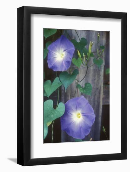 Morning Glory-Anna Miller-Framed Photographic Print