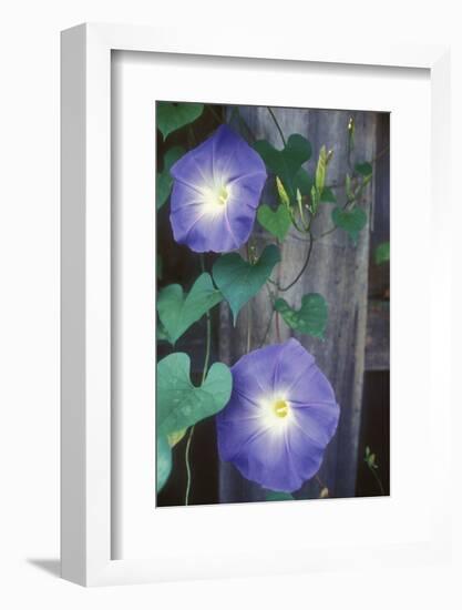 Morning Glory-Anna Miller-Framed Photographic Print