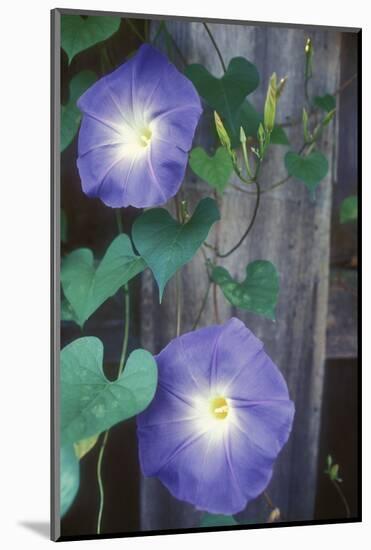 Morning Glory-Anna Miller-Mounted Photographic Print