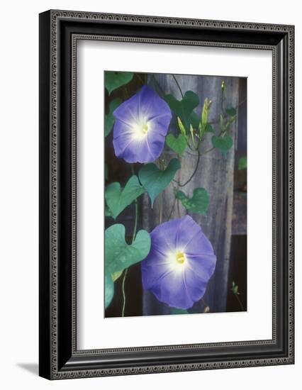 Morning Glory-Anna Miller-Framed Photographic Print