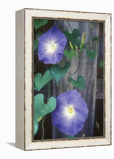 Morning Glory-Anna Miller-Framed Premier Image Canvas