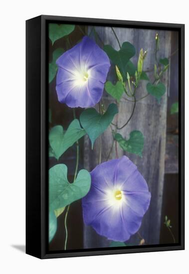 Morning Glory-Anna Miller-Framed Premier Image Canvas