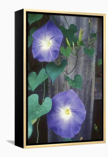 Morning Glory-Anna Miller-Framed Premier Image Canvas