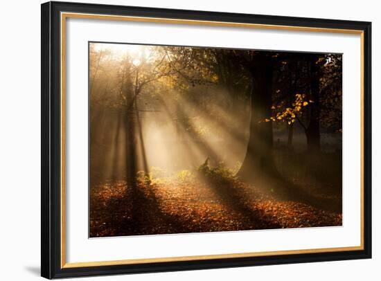 Morning Glory-Craig Roberts-Framed Photographic Print