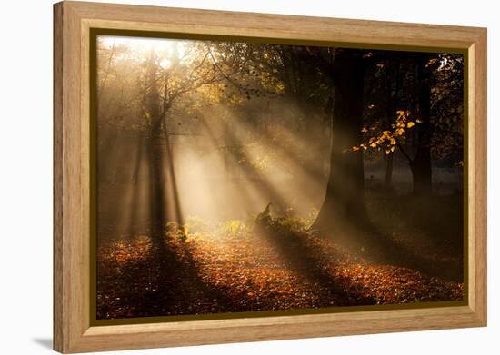 Morning Glory-Craig Roberts-Framed Premier Image Canvas