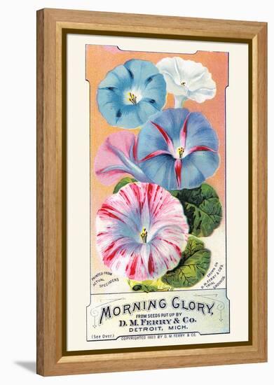 Morning Glory-null-Framed Stretched Canvas