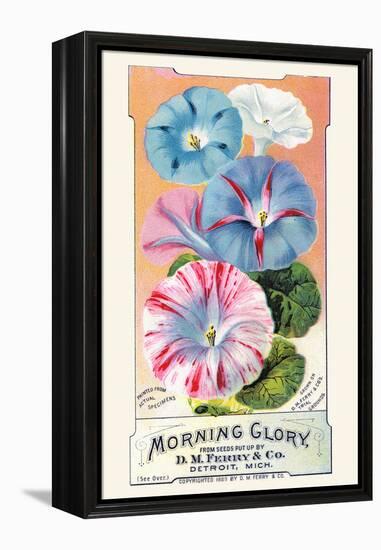 Morning Glory-null-Framed Stretched Canvas