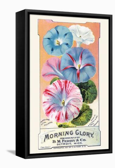 Morning Glory-null-Framed Stretched Canvas