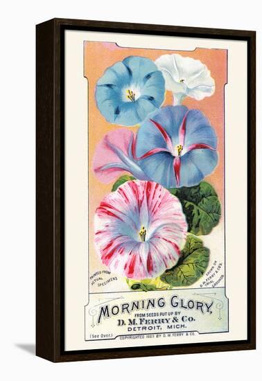 Morning Glory-null-Framed Stretched Canvas