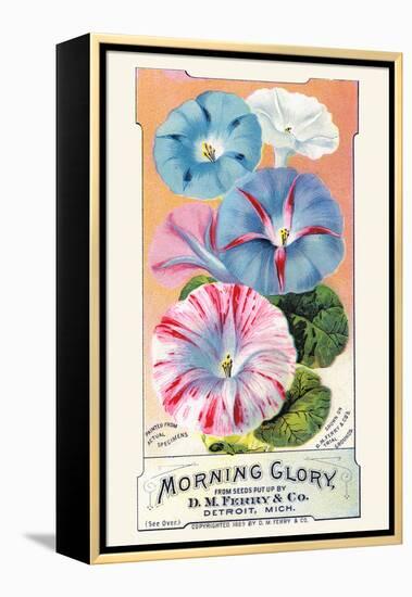 Morning Glory-null-Framed Stretched Canvas