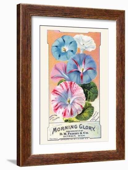 Morning Glory-null-Framed Art Print