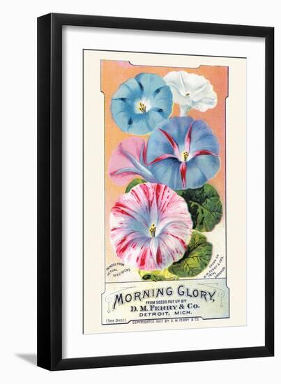 Morning Glory-null-Framed Art Print