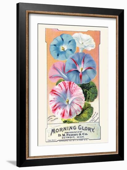 Morning Glory-null-Framed Art Print