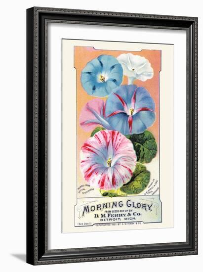 Morning Glory-null-Framed Art Print