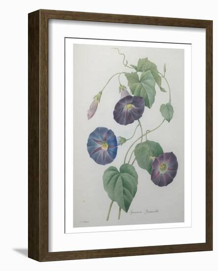 Morning Glory-Pierre-Joseph Redoute-Framed Art Print