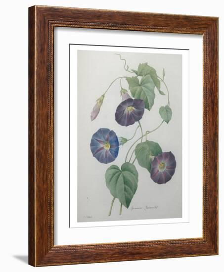 Morning Glory-Pierre-Joseph Redoute-Framed Art Print