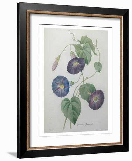 Morning Glory-Pierre-Joseph Redoute-Framed Art Print