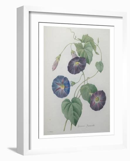 Morning Glory-Pierre-Joseph Redoute-Framed Art Print