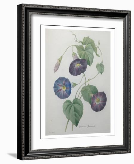 Morning Glory-Pierre-Joseph Redoute-Framed Art Print