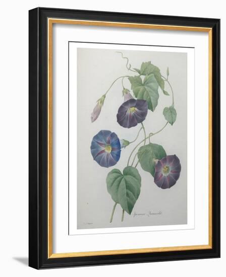 Morning Glory-Pierre-Joseph Redoute-Framed Art Print