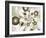 Morning Glory-Fractalicious-Framed Giclee Print