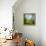 Morning Grass-Ursula Abresch-Framed Premier Image Canvas displayed on a wall