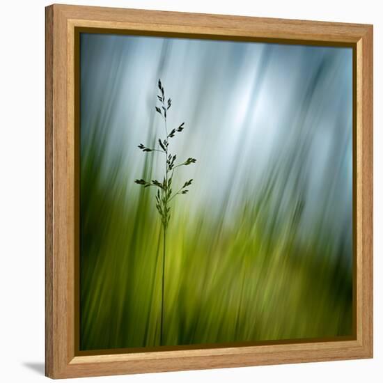 Morning Grass-Ursula Abresch-Framed Premier Image Canvas