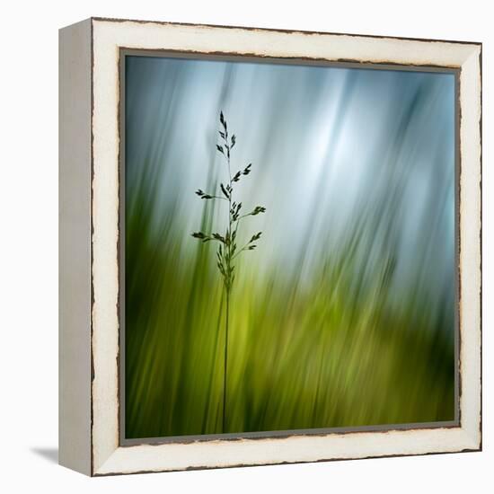 Morning Grass-Ursula Abresch-Framed Premier Image Canvas