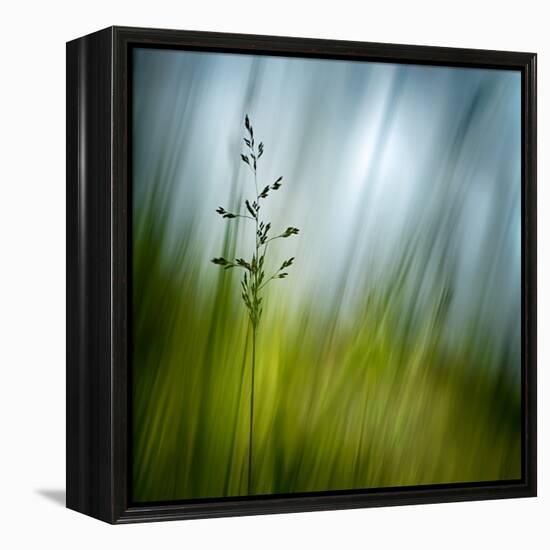 Morning Grass-Ursula Abresch-Framed Premier Image Canvas