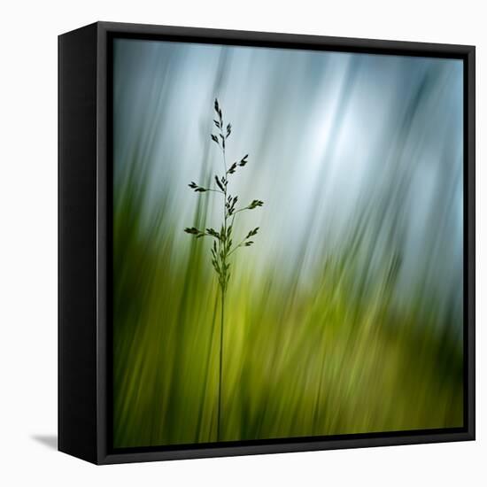 Morning Grass-Ursula Abresch-Framed Premier Image Canvas