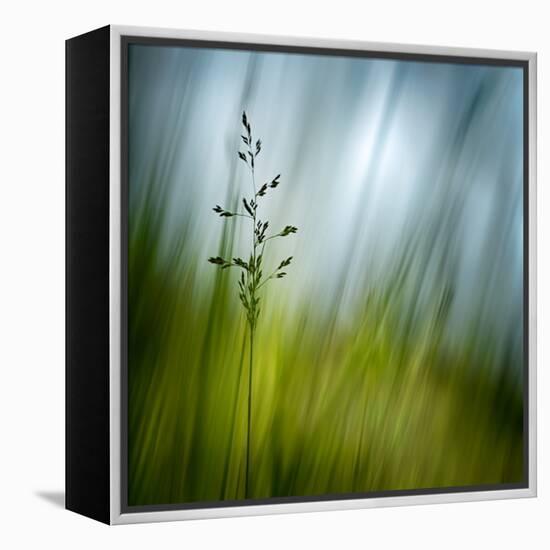 Morning Grass-Ursula Abresch-Framed Premier Image Canvas