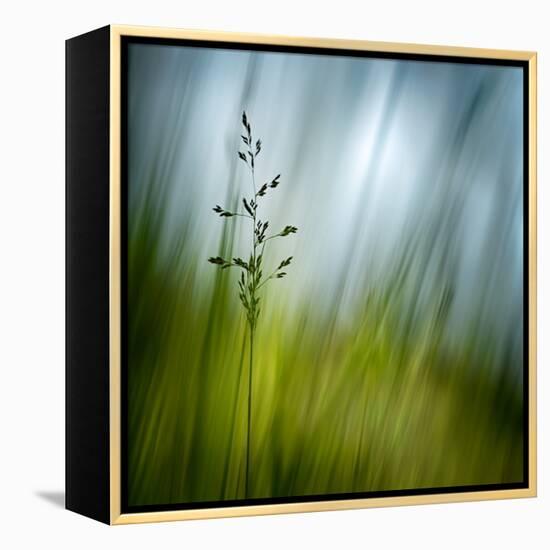 Morning Grass-Ursula Abresch-Framed Premier Image Canvas