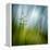 Morning Grass-Ursula Abresch-Framed Premier Image Canvas