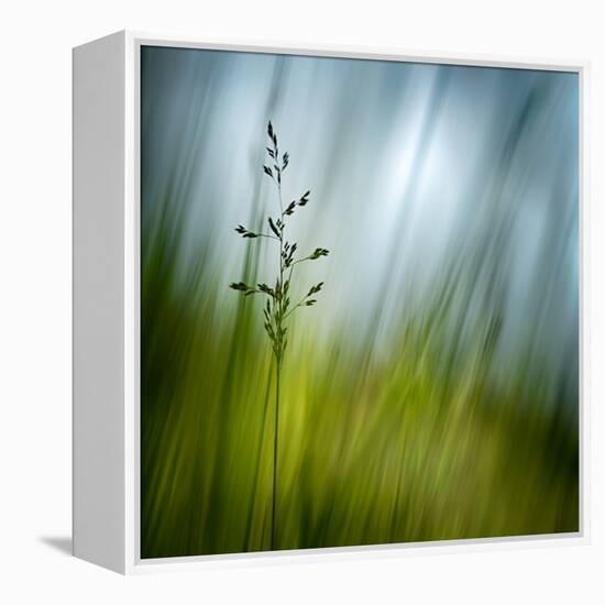 Morning Grass-Ursula Abresch-Framed Premier Image Canvas