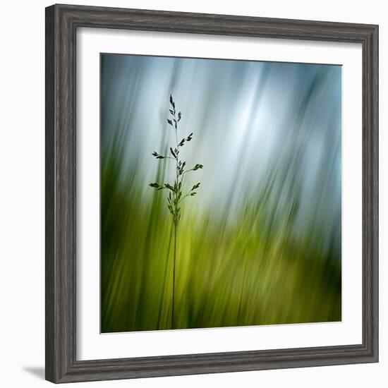 Morning Grass-Ursula Abresch-Framed Premium Photographic Print