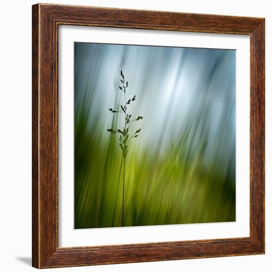 Morning Grass-Ursula Abresch-Framed Premium Photographic Print