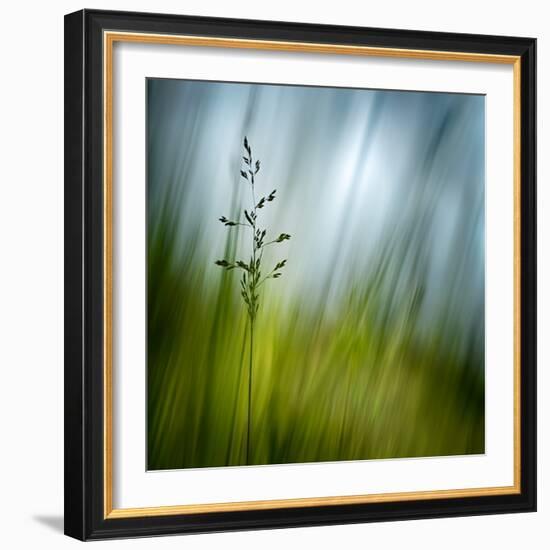 Morning Grass-Ursula Abresch-Framed Premium Photographic Print