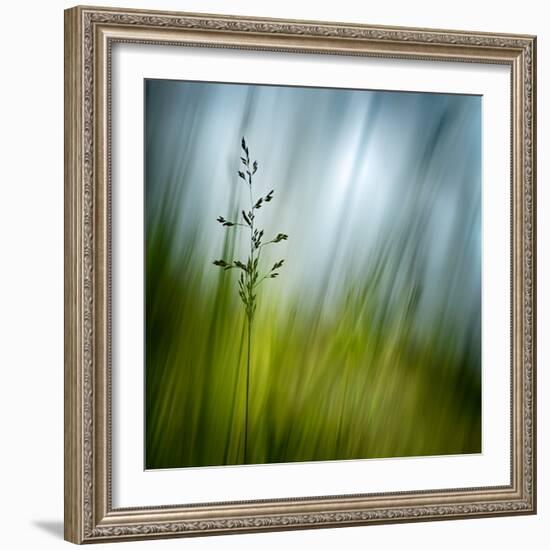 Morning Grass-Ursula Abresch-Framed Photographic Print