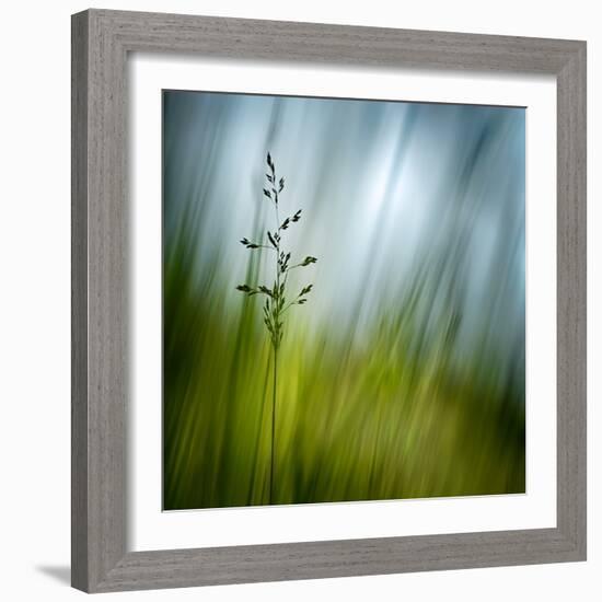 Morning Grass-Ursula Abresch-Framed Photographic Print