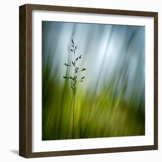 Morning Grass-Ursula Abresch-Framed Photographic Print