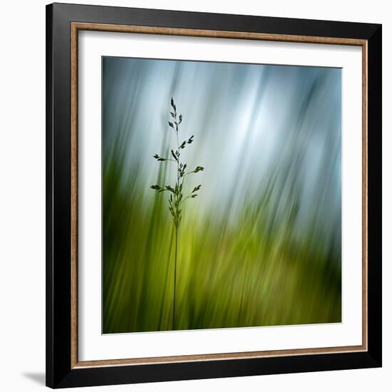 Morning Grass-Ursula Abresch-Framed Photographic Print