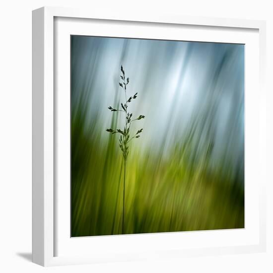 Morning Grass-Ursula Abresch-Framed Photographic Print