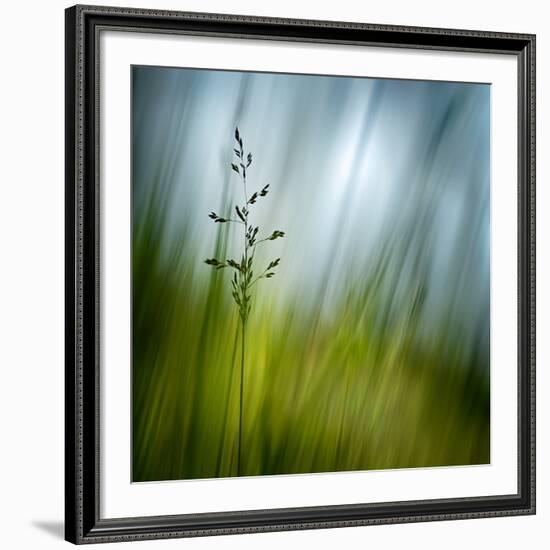 Morning Grass-Ursula Abresch-Framed Photographic Print