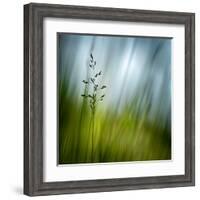 Morning Grass-Ursula Abresch-Framed Premium Photographic Print