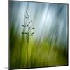 Morning Grass-Ursula Abresch-Mounted Premium Photographic Print