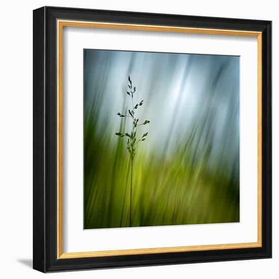 Morning Grass-Ursula Abresch-Framed Premium Photographic Print