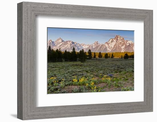 Morning in Pilgrim Creek Meadows, Grand Teton NP, Wyoming-Michael Qualls-Framed Photographic Print