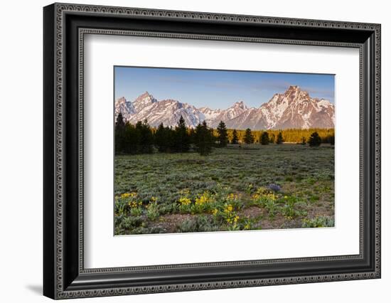 Morning in Pilgrim Creek Meadows, Grand Teton NP, Wyoming-Michael Qualls-Framed Photographic Print